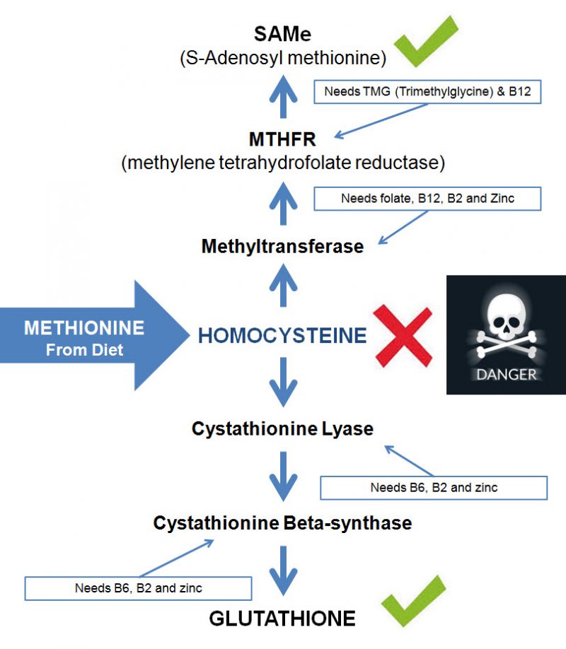 Take the homocysteine levels test know your homocysteine Levels