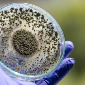 Allergy Panels - IgE 15 Moulds Blood