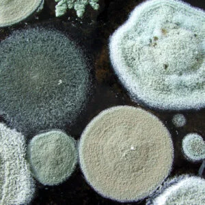 Mycotoxin Panel AND Organic Acids – Environmental Pollutant Panel (inc Glyphosate)