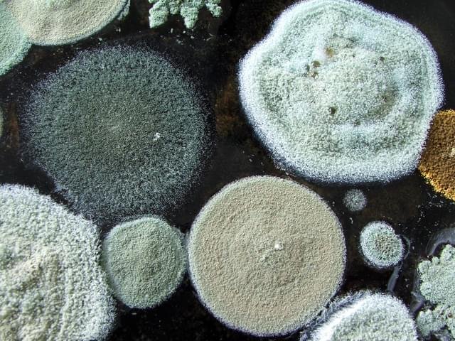 Mould/Biotoxins - Comprehensive (Initial Assessment Panel)
